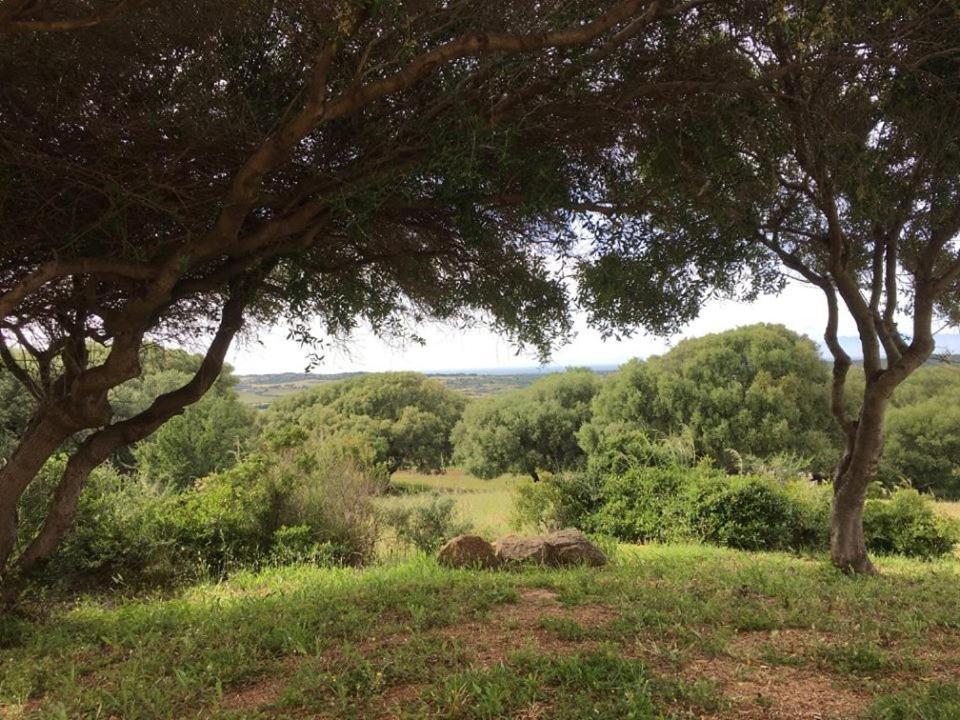 Agriturismo Gli Olivastri, Appartamento La Rosa Dei Venti Con Piscina E Solarium , Vista Mare ,Climatizzatore ,Wifi Aglientu Esterno foto